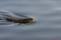Cjp_2009_01_10_154148 (2).jpg